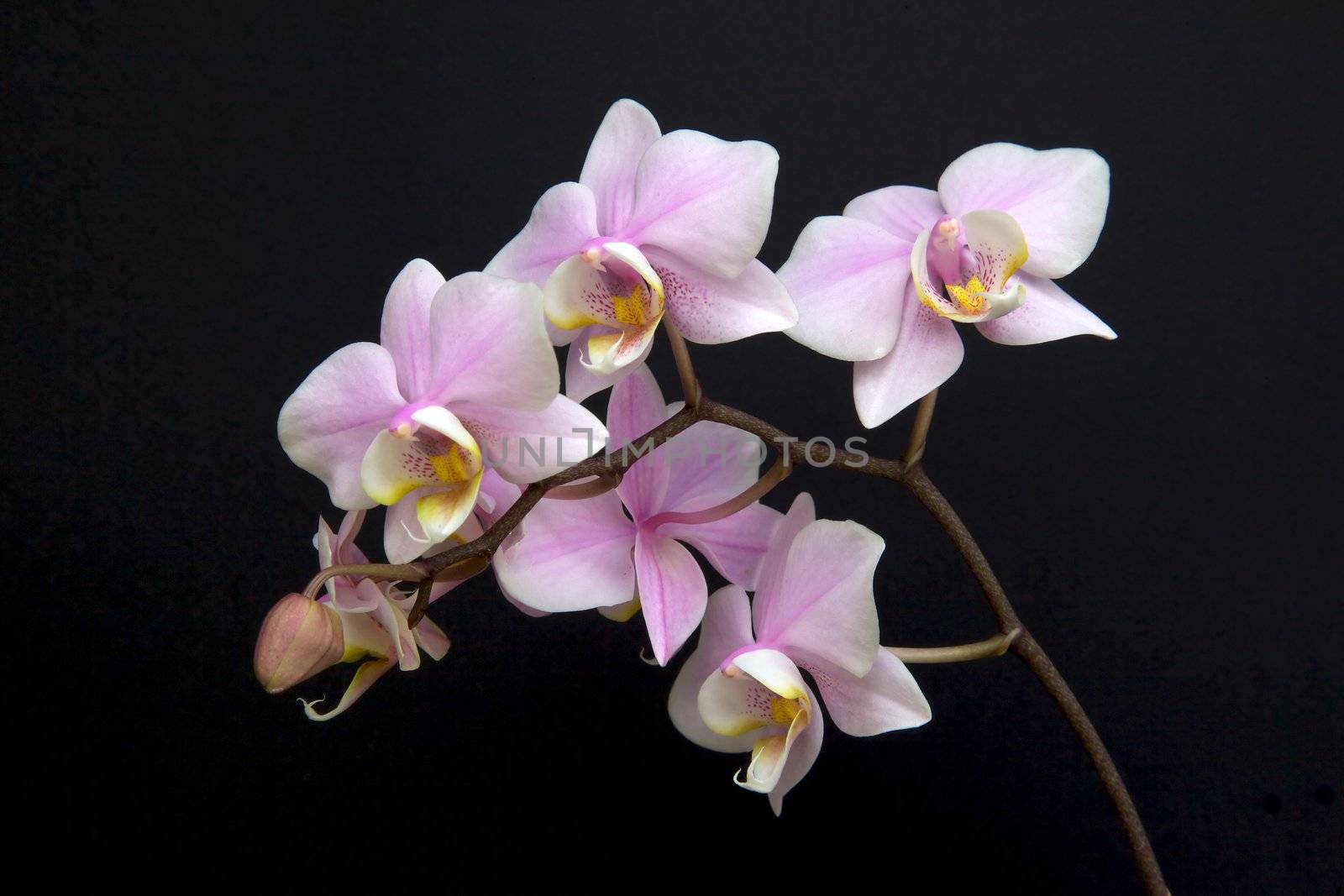 Orchid Flowers by zambezi