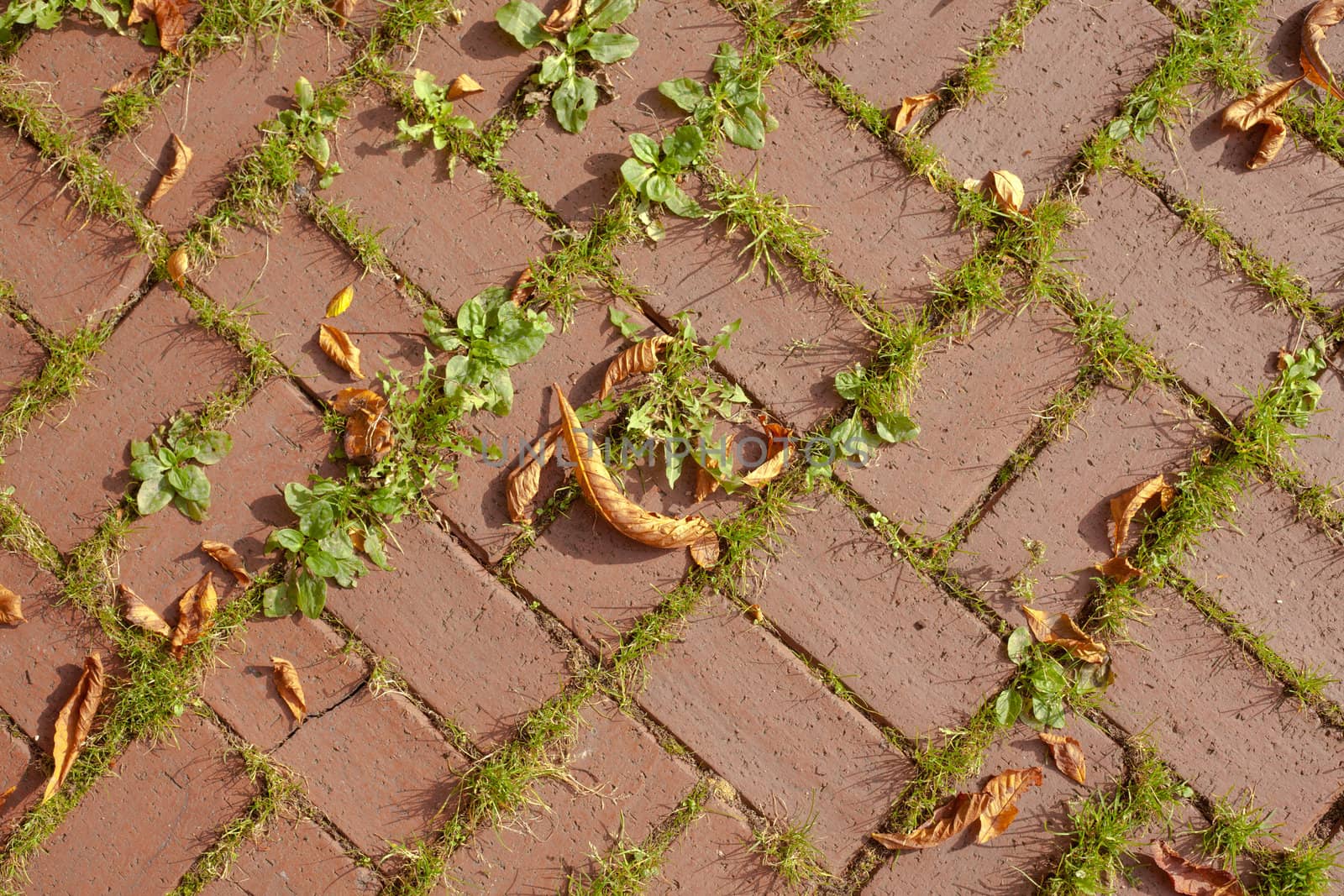 Red terra cotta brick pattern on walkway with plants growing through gaps.