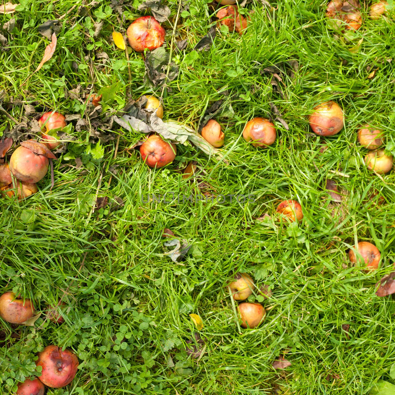 Fallen apples on grass by PiLens