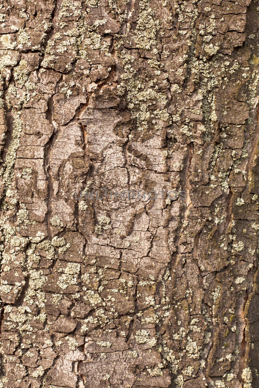 Natural background texture pattern of cracked peeling bark with moss and lichens on surface.