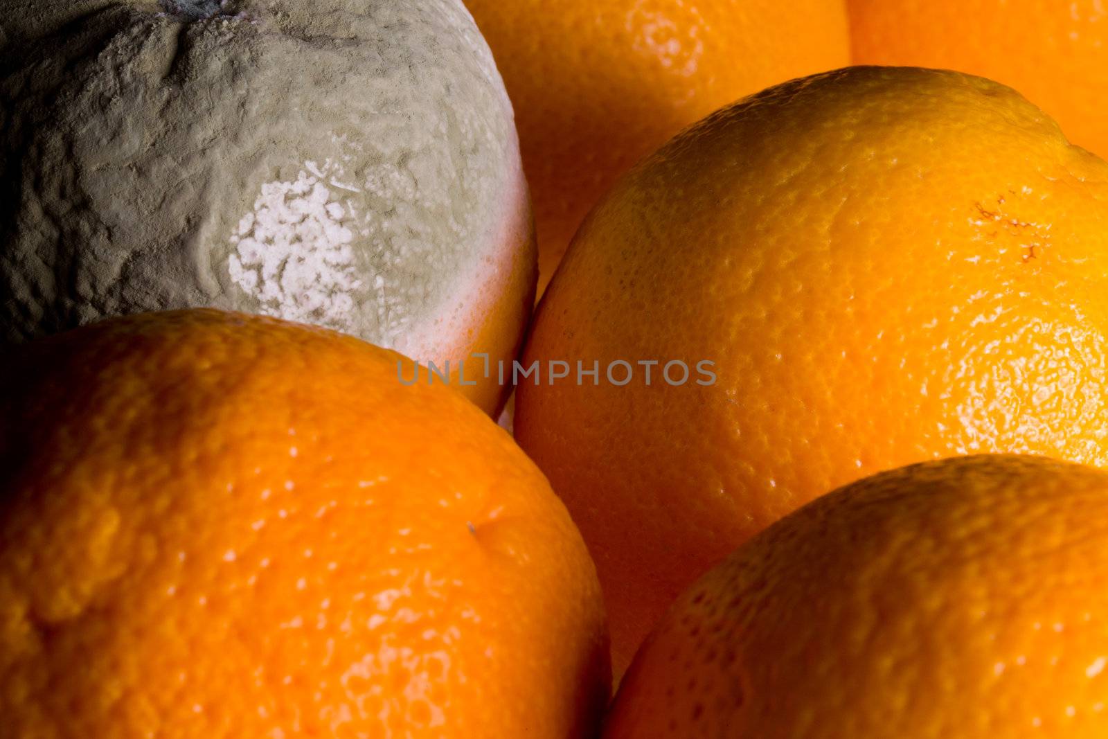 Green mouldy powder on the side of an orange among other oranges