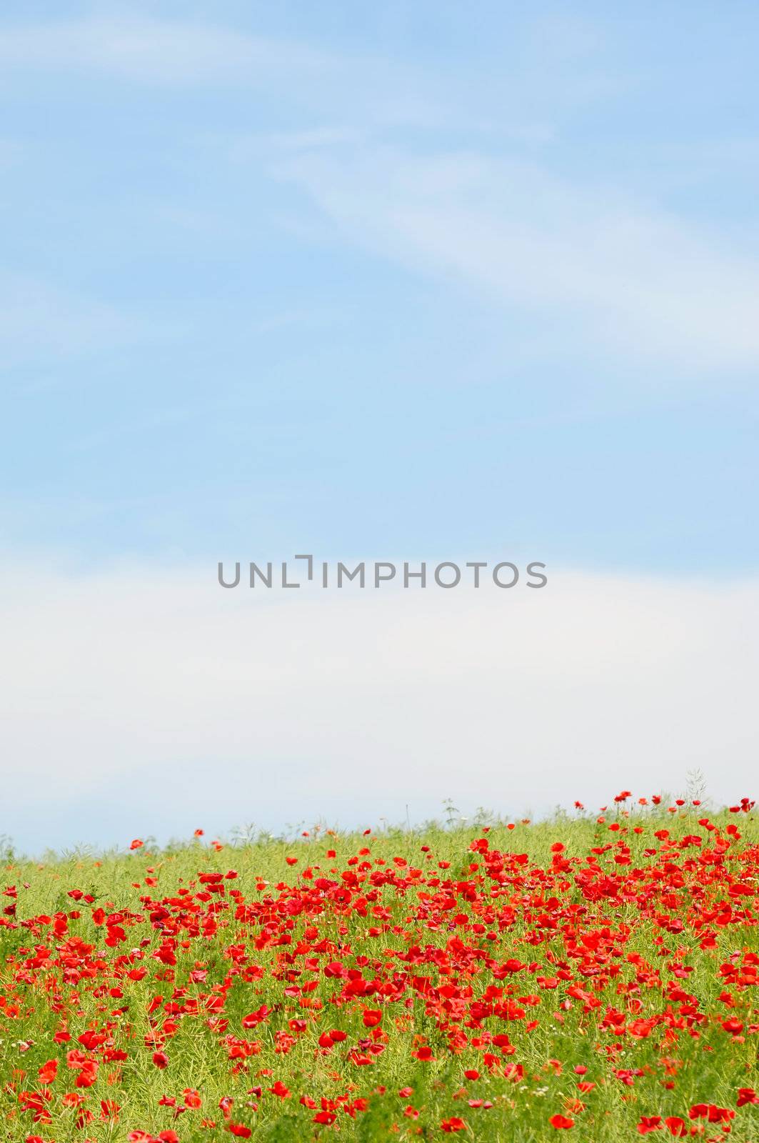 Red poppies on hill with blue and cloudy sky.