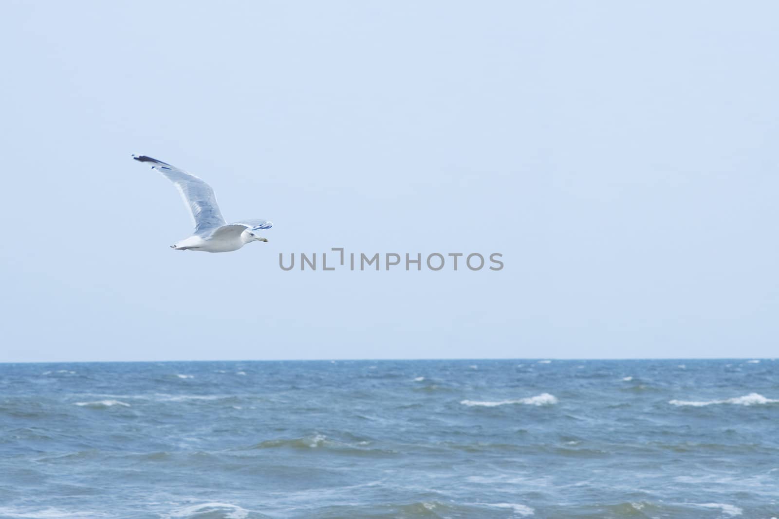 flying seagull over the ocean, summer time