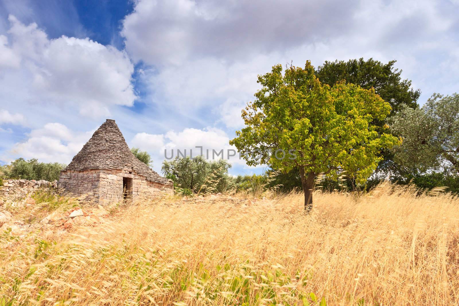 Single Trulli cone and tree in Puglia Southern Italy