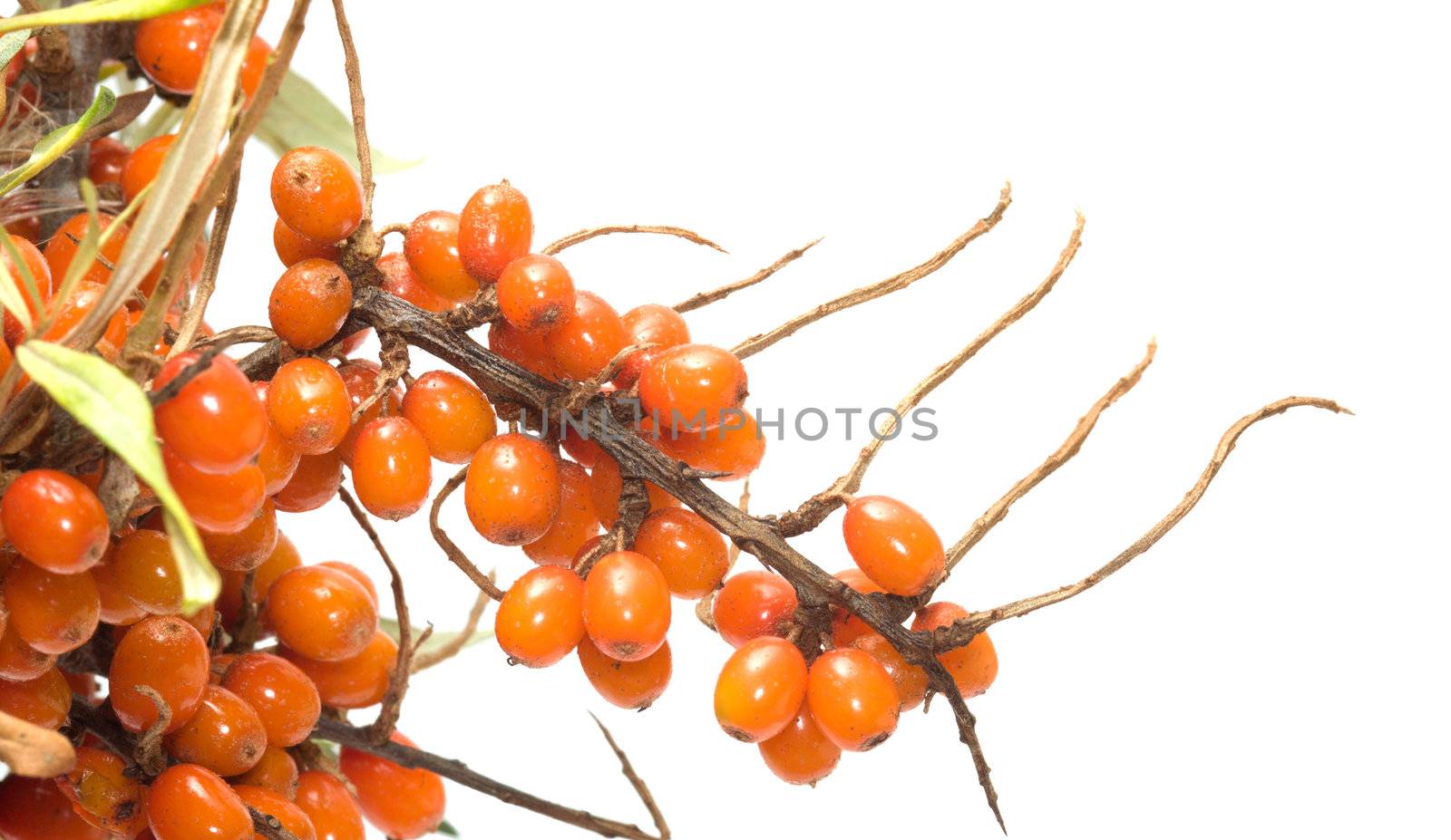 Branch of sea-buckthorn berries with berries it is isolated on a white background.