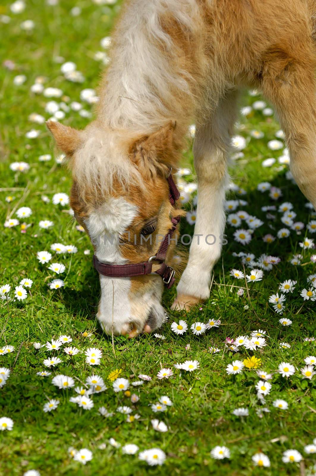 A sweet young horse is eating green grass