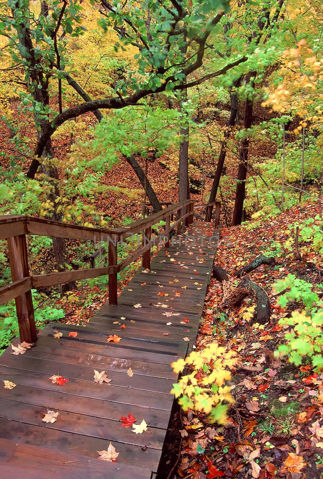 Staircase winds through a myriad of fall colors at Kishaukee Gorge Forest Preserve in northern Illinois.