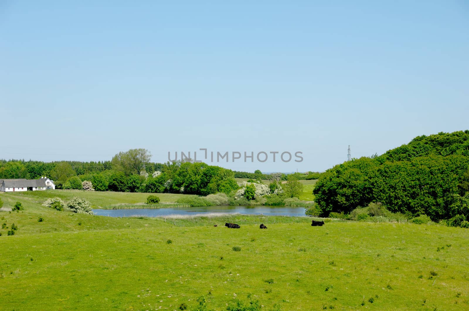 Landscape with cows lake and a farm in the background.