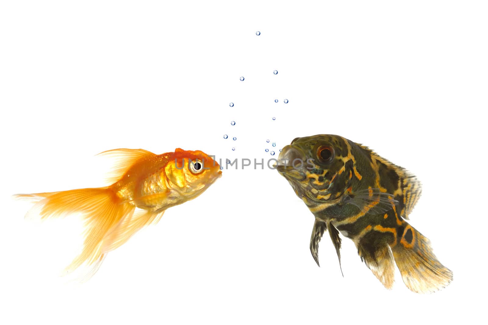 Goldfish and tiger oscar fish are comunicating with air bubbles