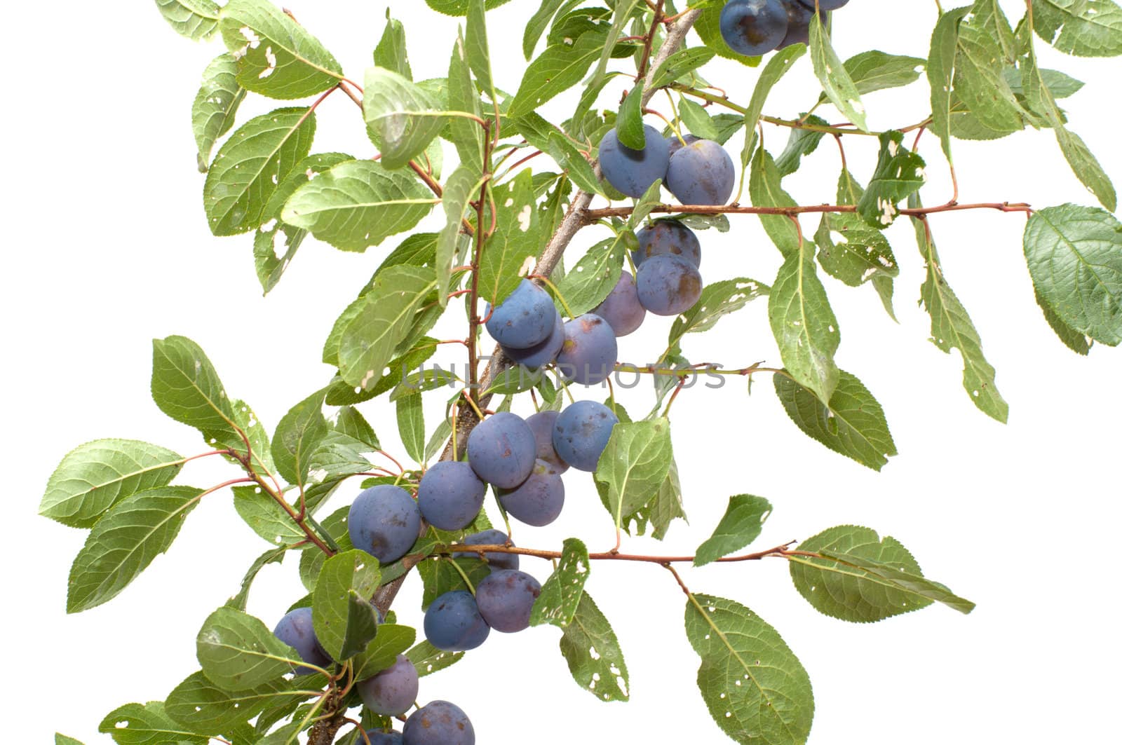 Branch of a sloe with berries it is isolated on a white background.