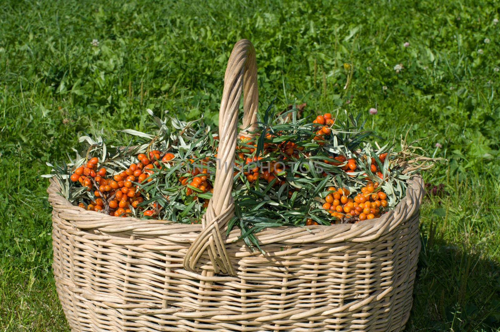 Basket with sea-buckthorn berries on a green grass.