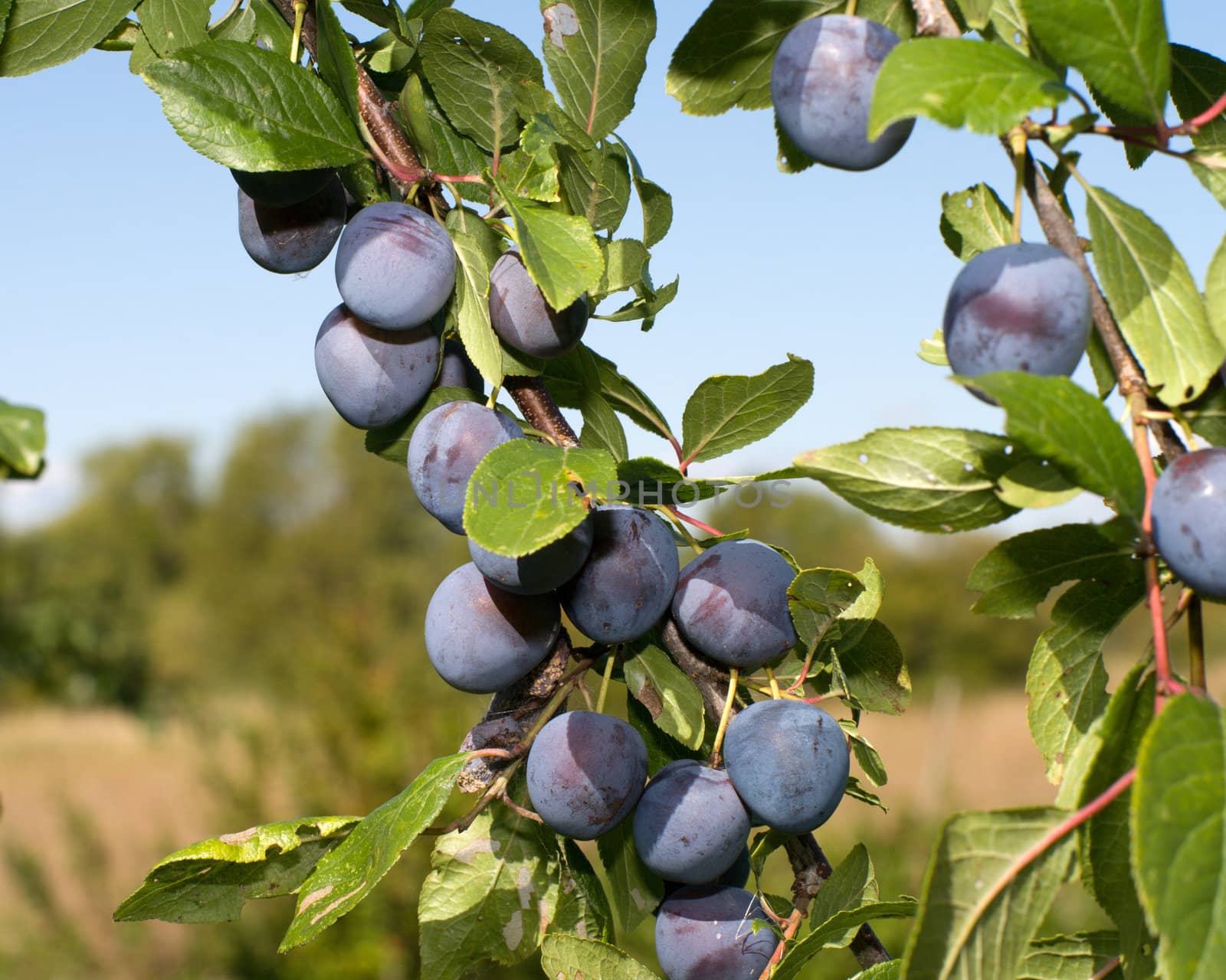 Ripe berries of a sloe on branches.