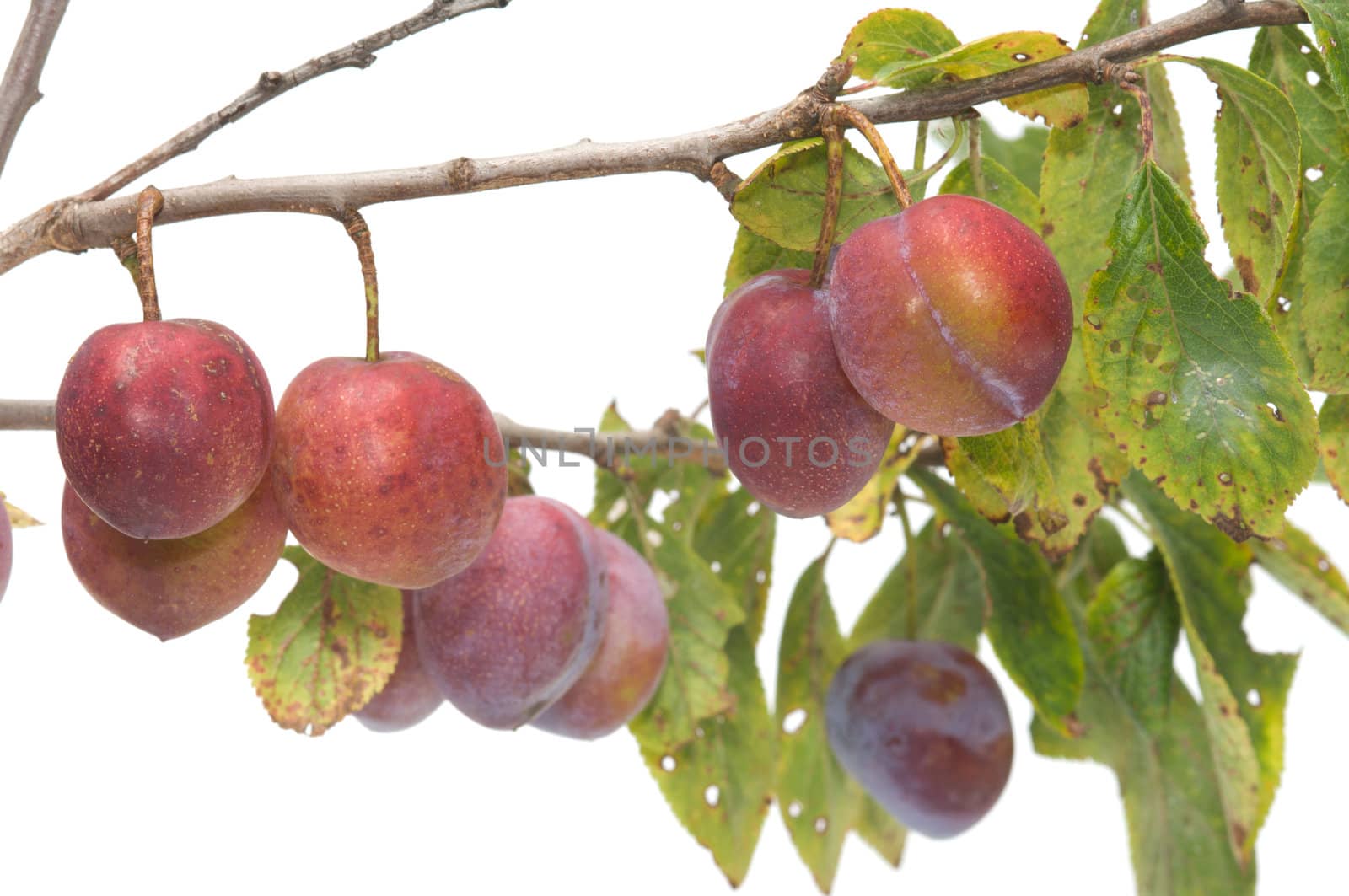 Branch of plum with berries it is isolated on a white background.