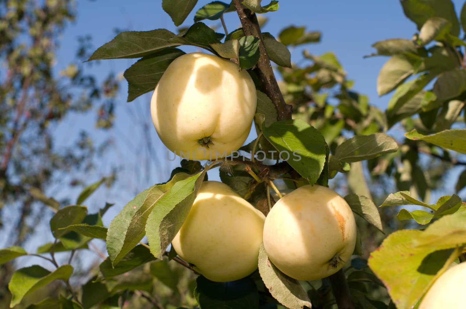 Ripe apples on a branch against the blue sky.