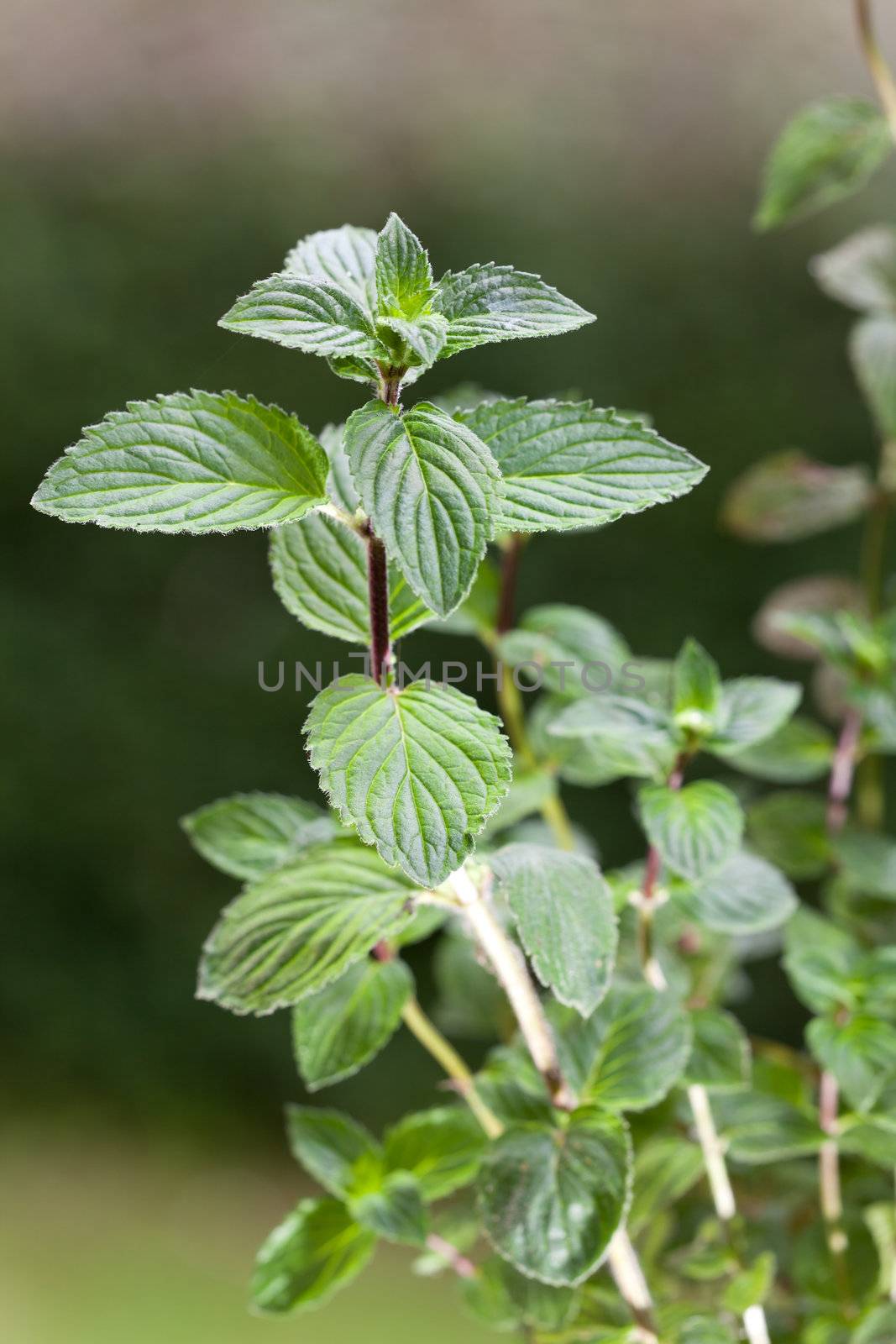 peppermint plant outdoors