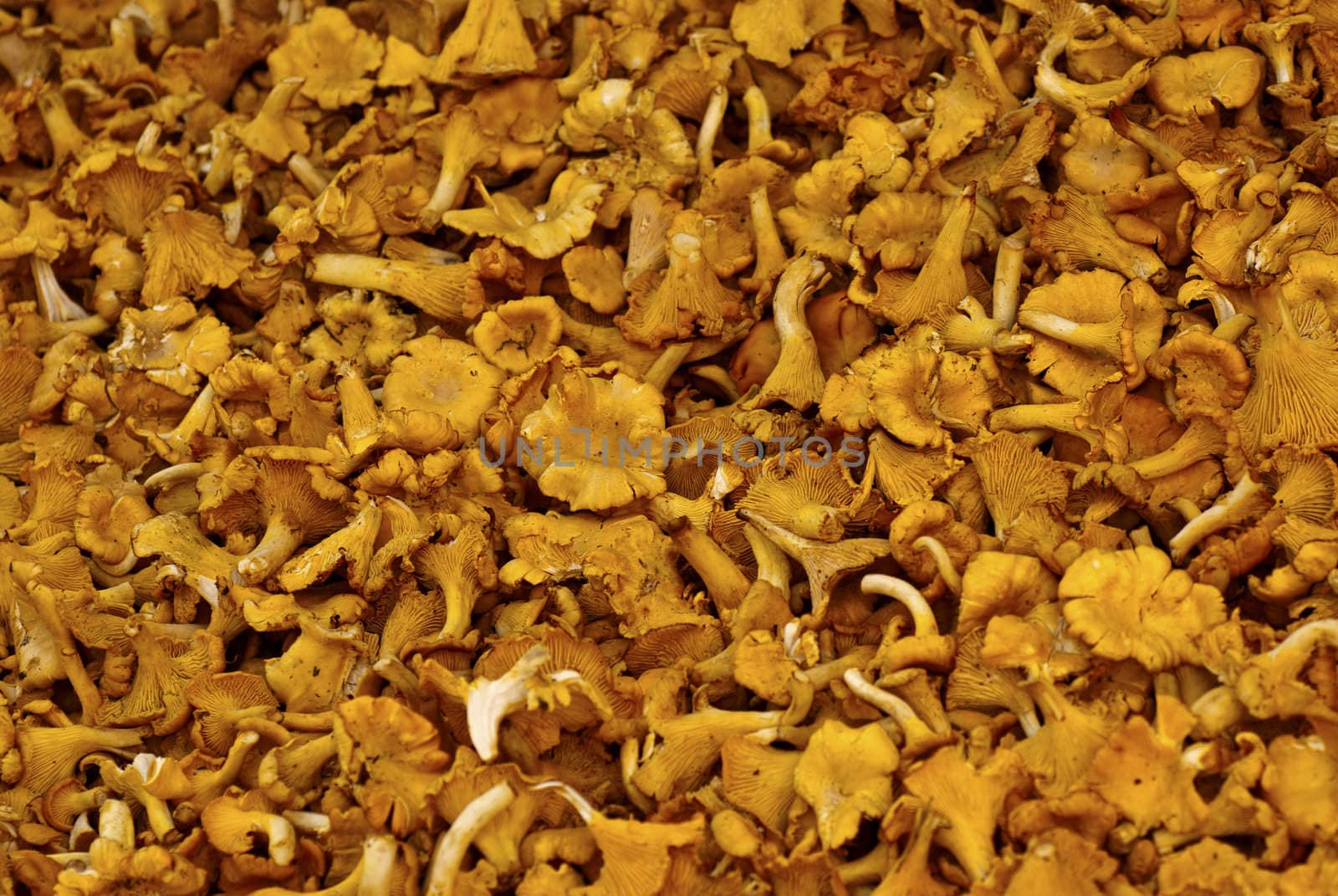 closeup of yellow chanterelles at a market