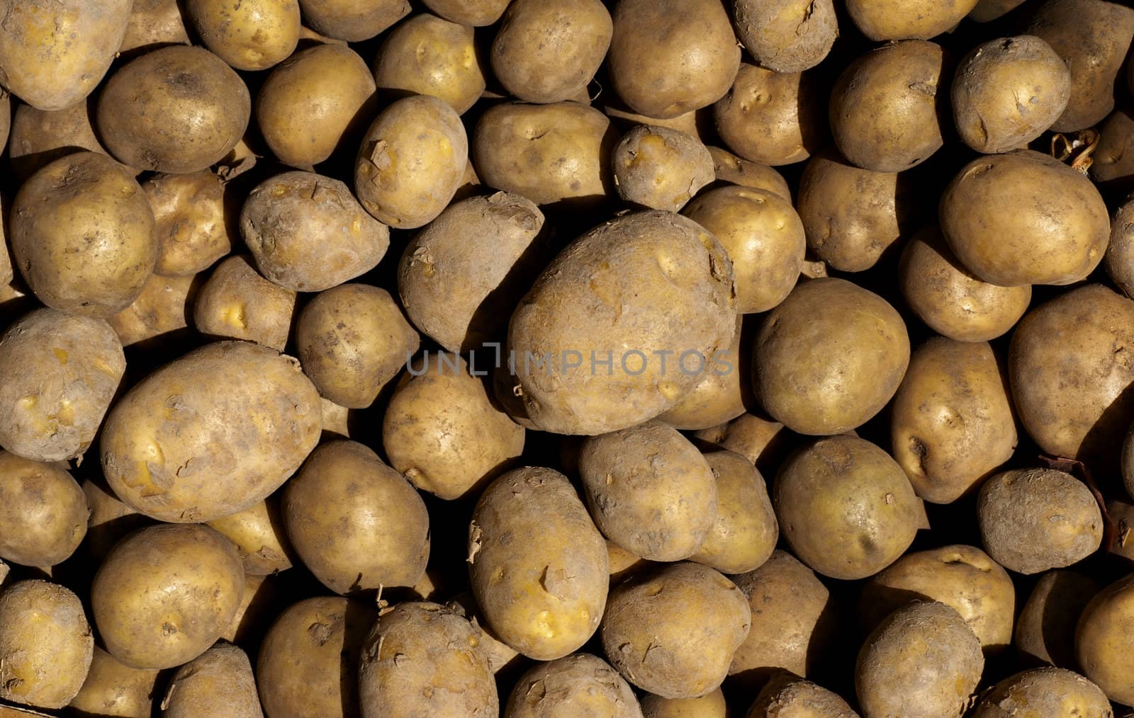 Closeup of freshly harvested potatoes in the sun