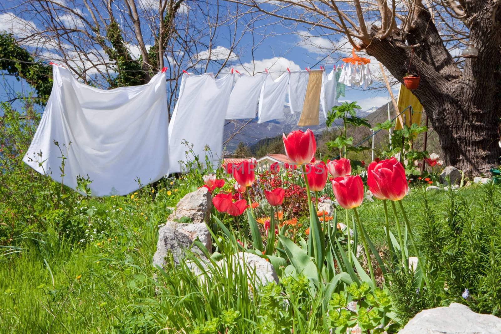 Spring garden with tulips and clean white washing