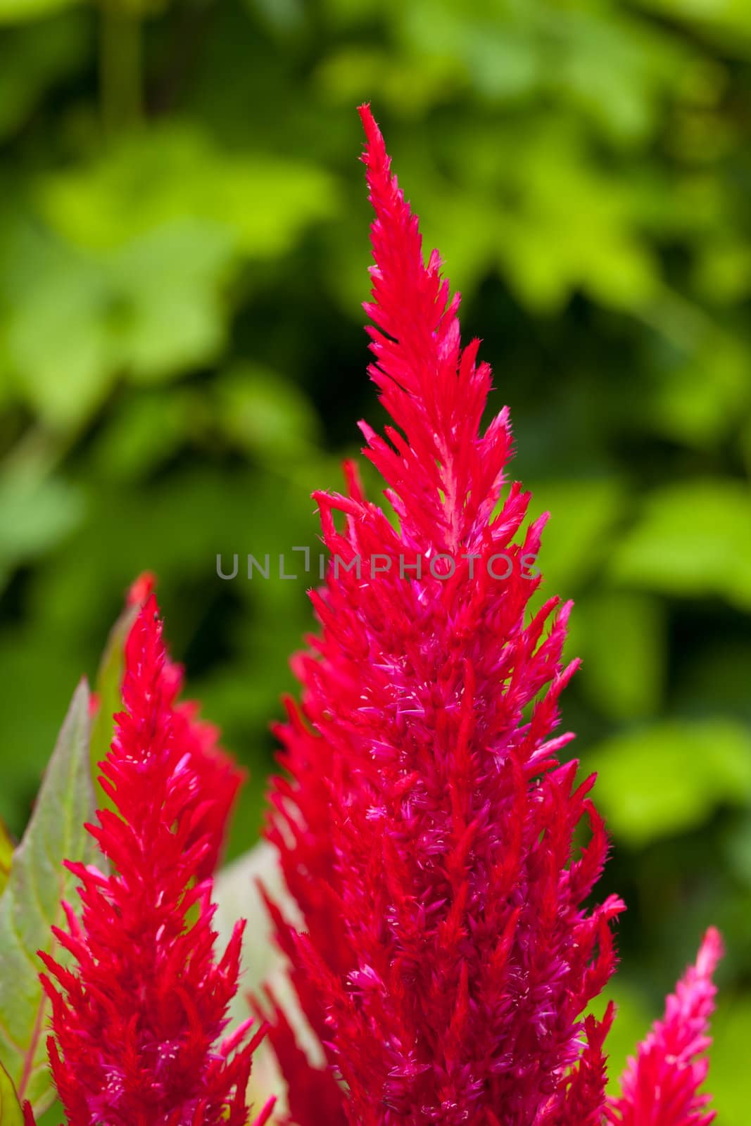 Bright red cockscomb flowers against blurred greed background