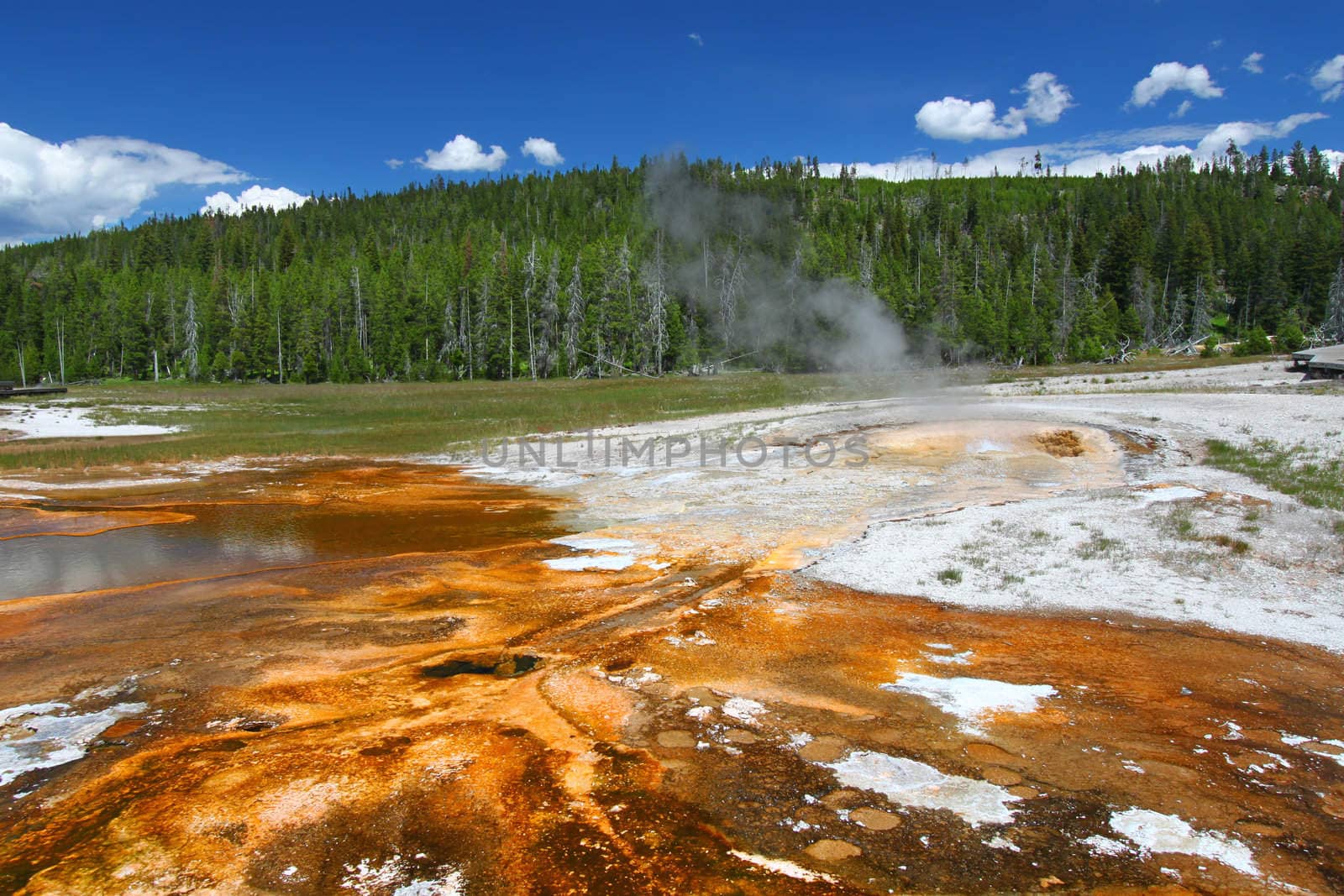 Bright orange colors of thermophilic bacteria in the Upper Geyser Basin of Yellowstone National Park.