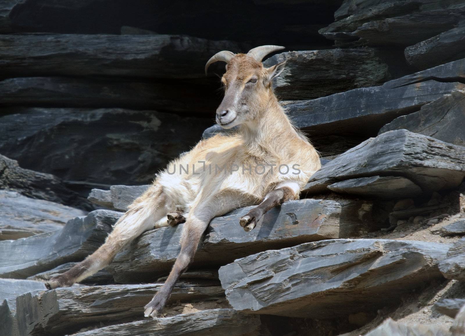 Picture of an Himalayan Tahr resting on a mountain cliff