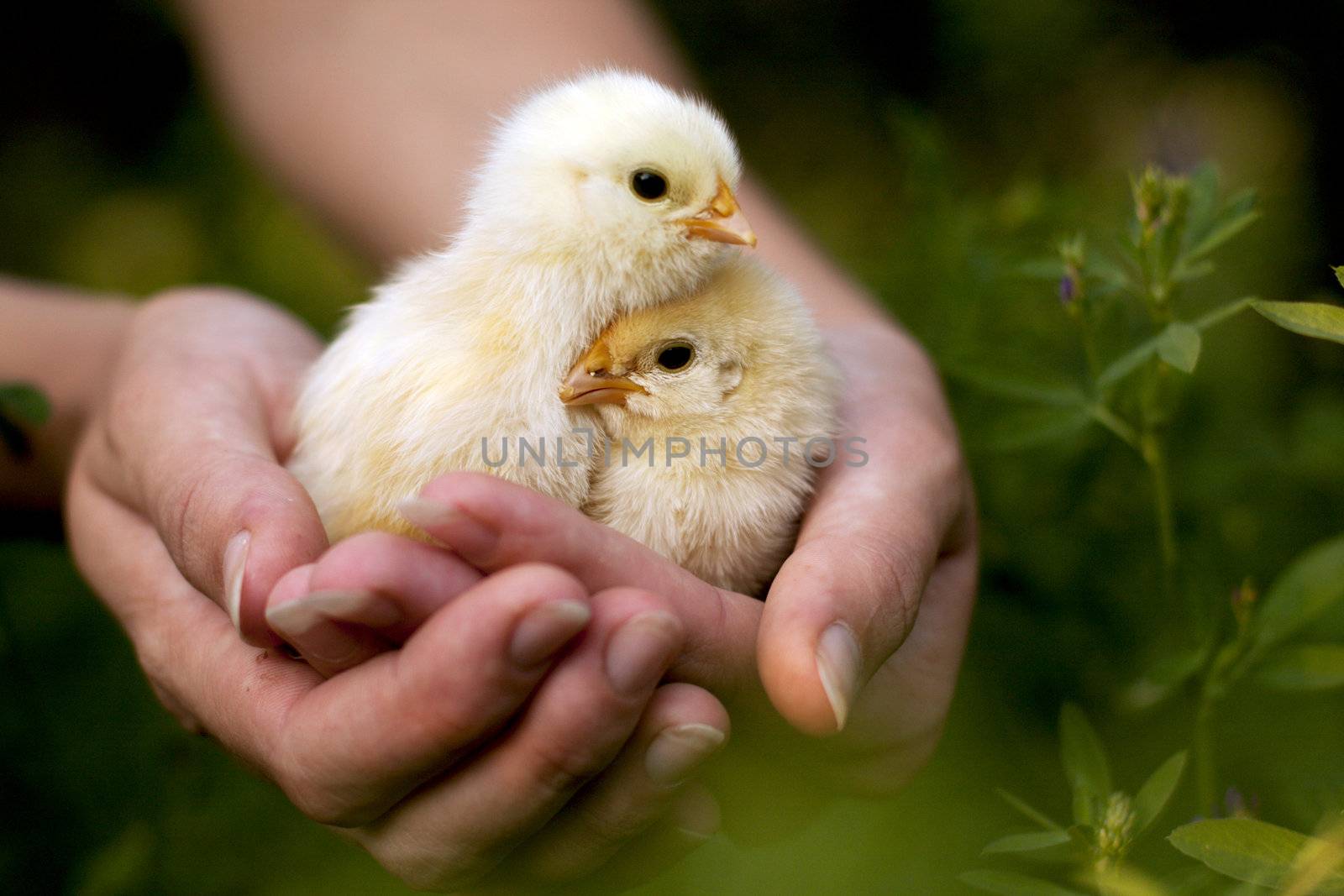 Chickens in the hands of by zokov