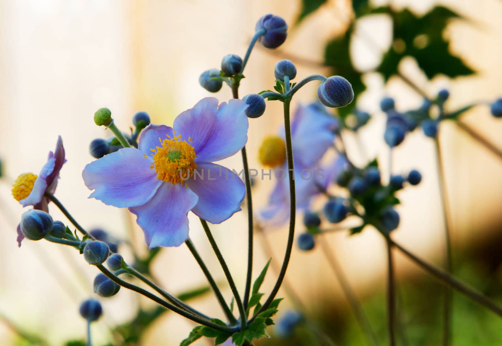 Single Violet and gold Japanese anemone with soft focus plants in background