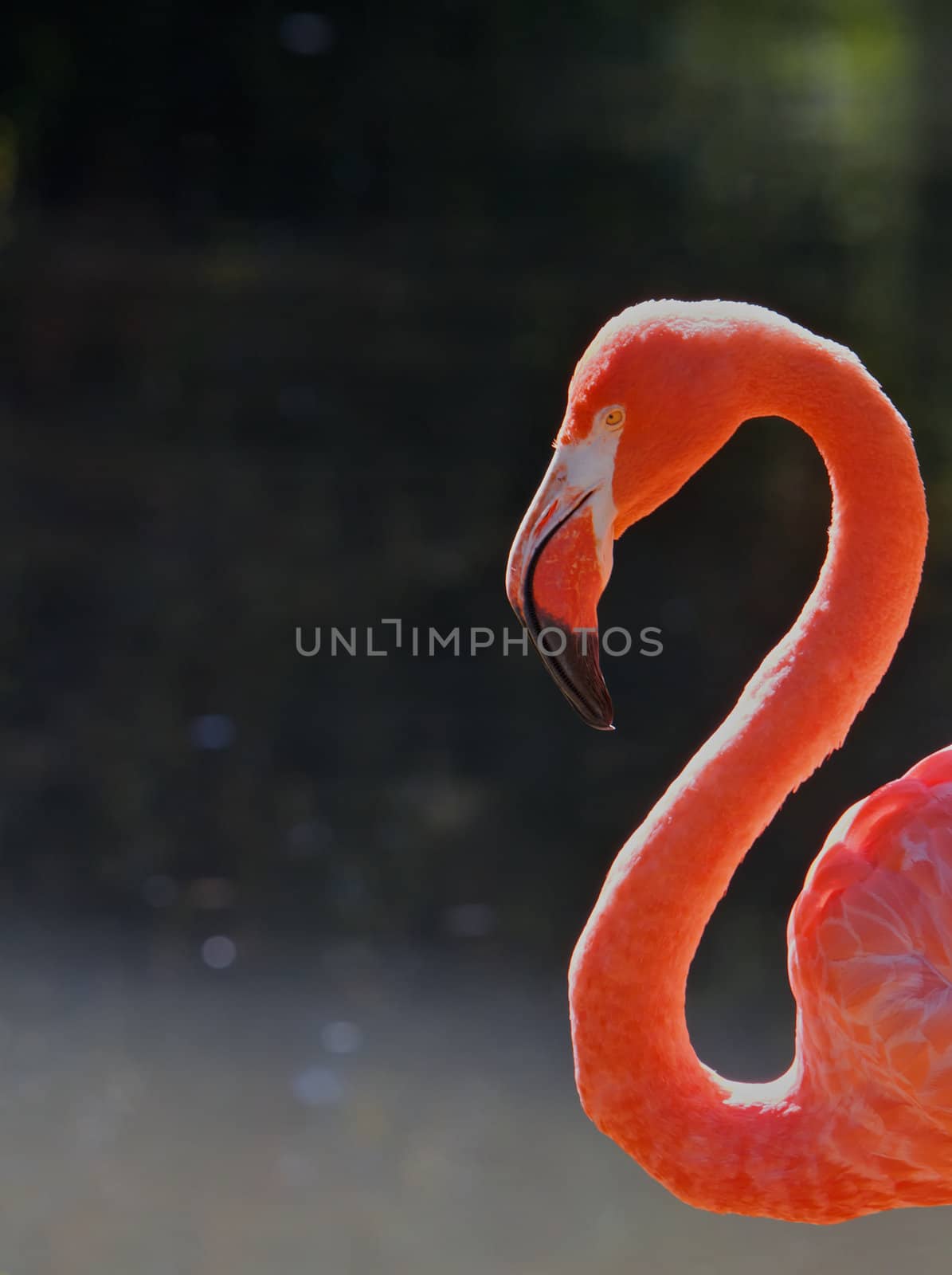 Red Flamingo Head  and Neck against a dark soft focus pond