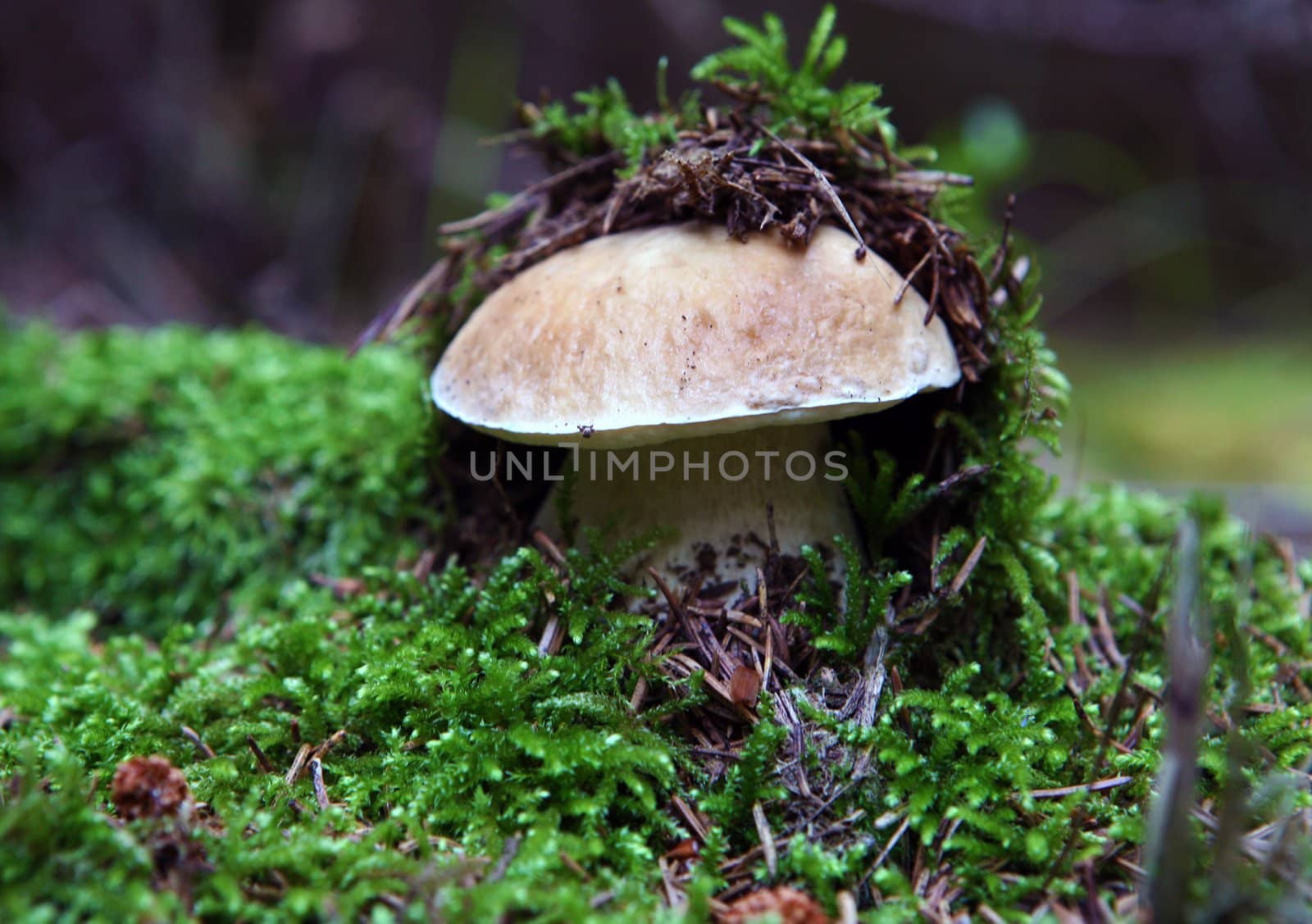 Wild mushroom growing in forest under the moss