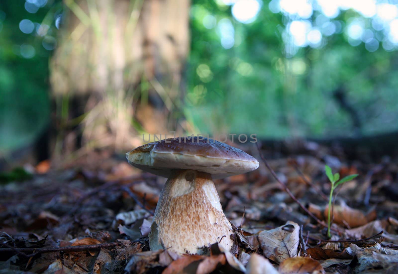 Wild mushroom growing in forest in dry leaves