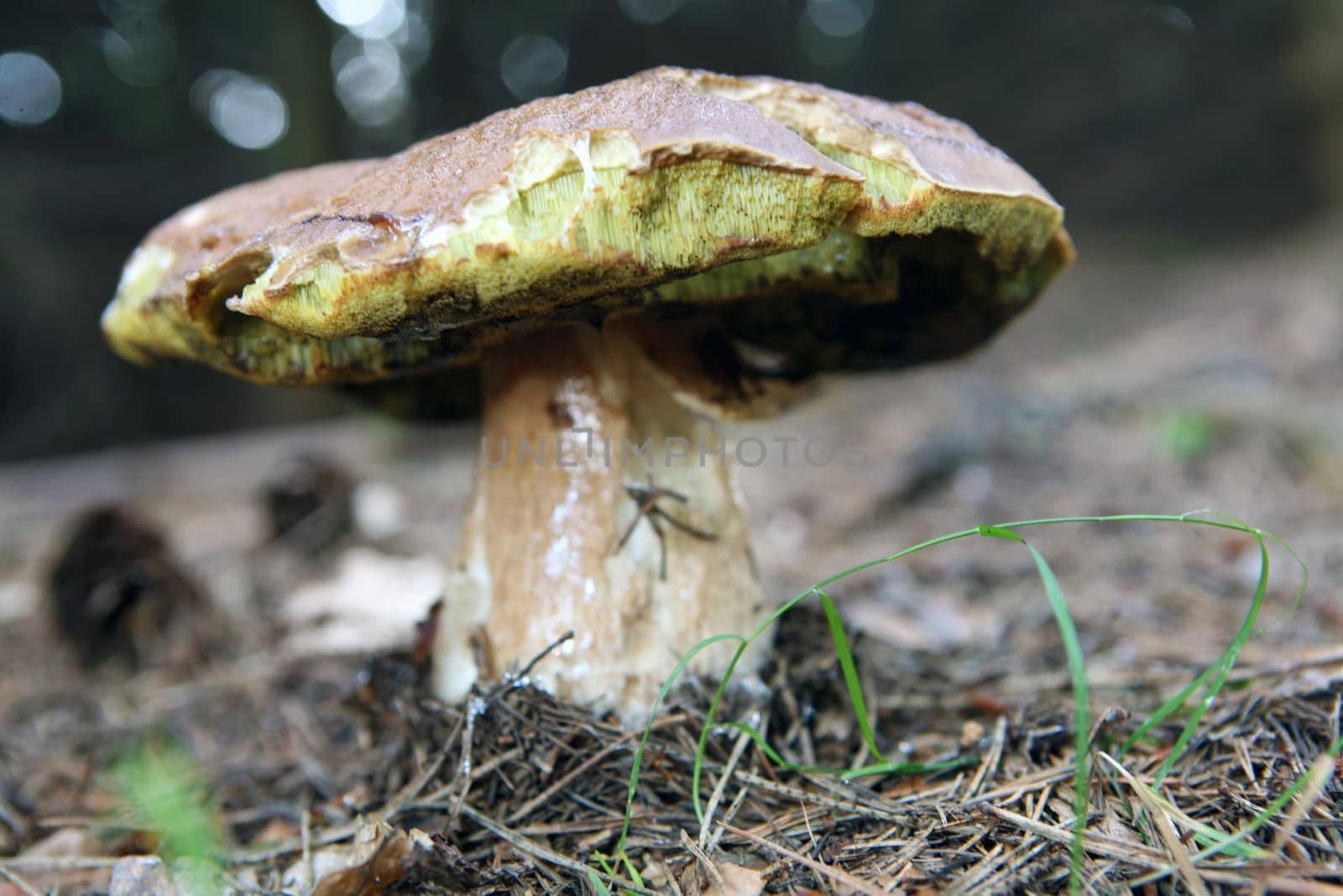Wild mushroom growing in forest in fir-needles