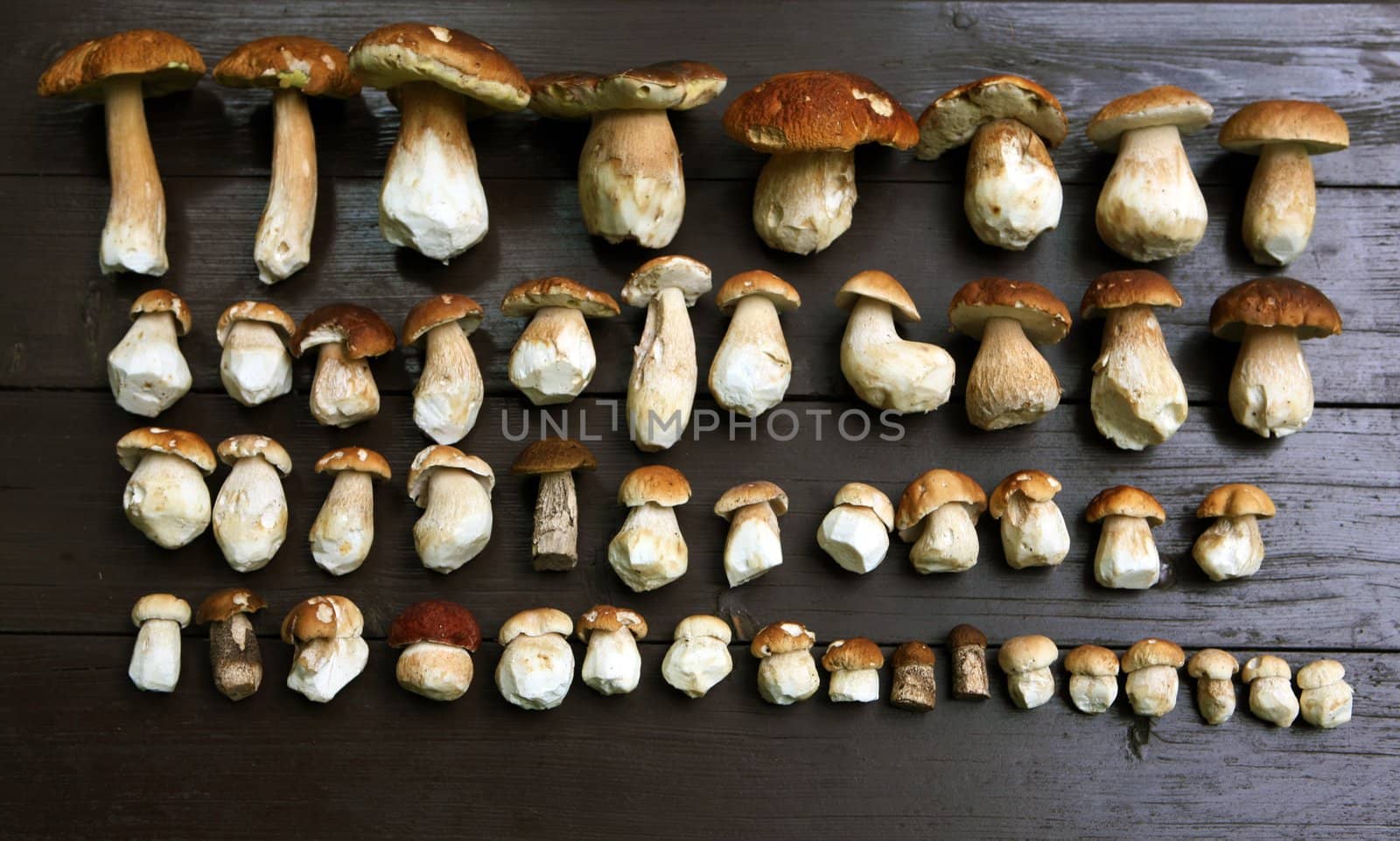 Collected various wild mushrooms on wooden table