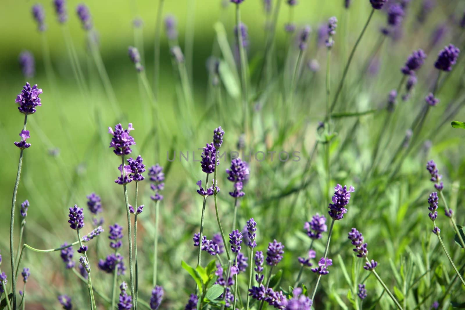 Detail of wild growing lavender on green field