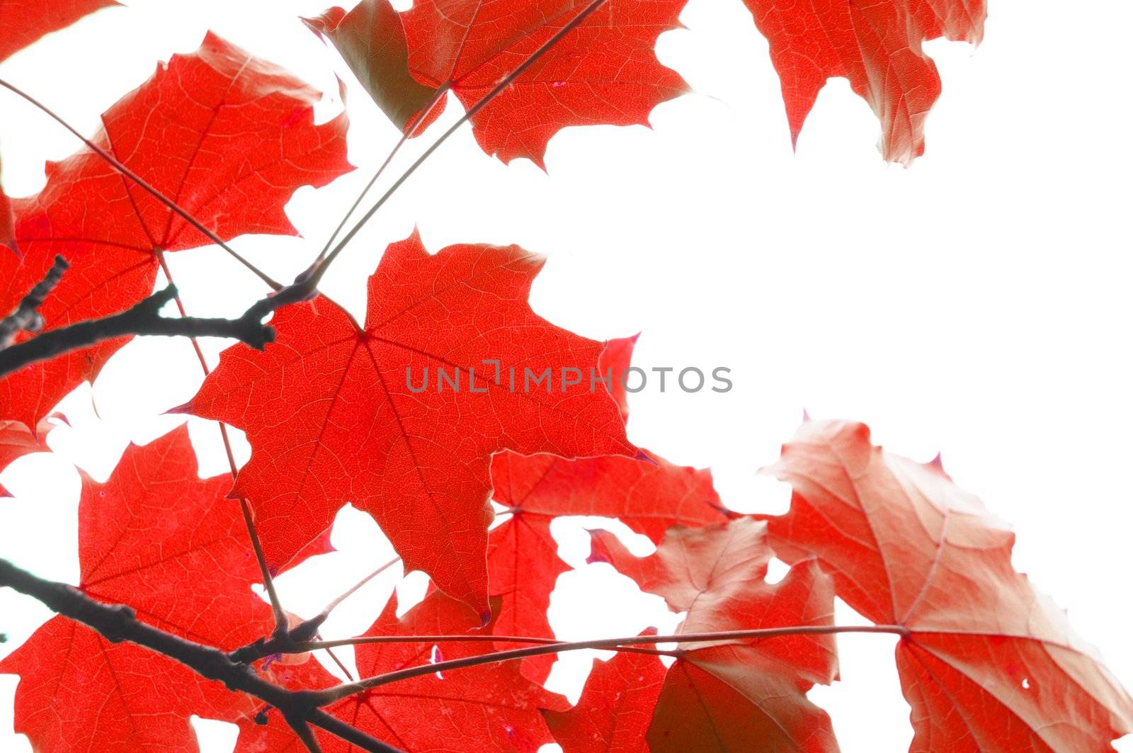 red fall leaves by gunnar3000