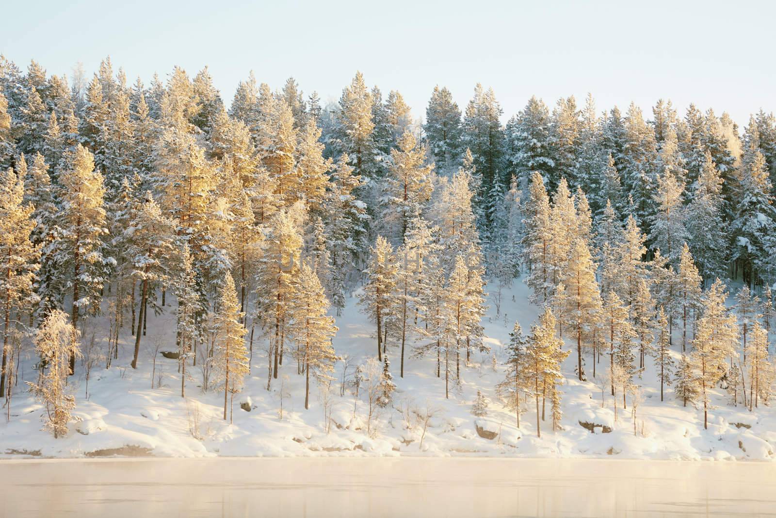 The frozen coniferous wood covered with snow on the bank of lake