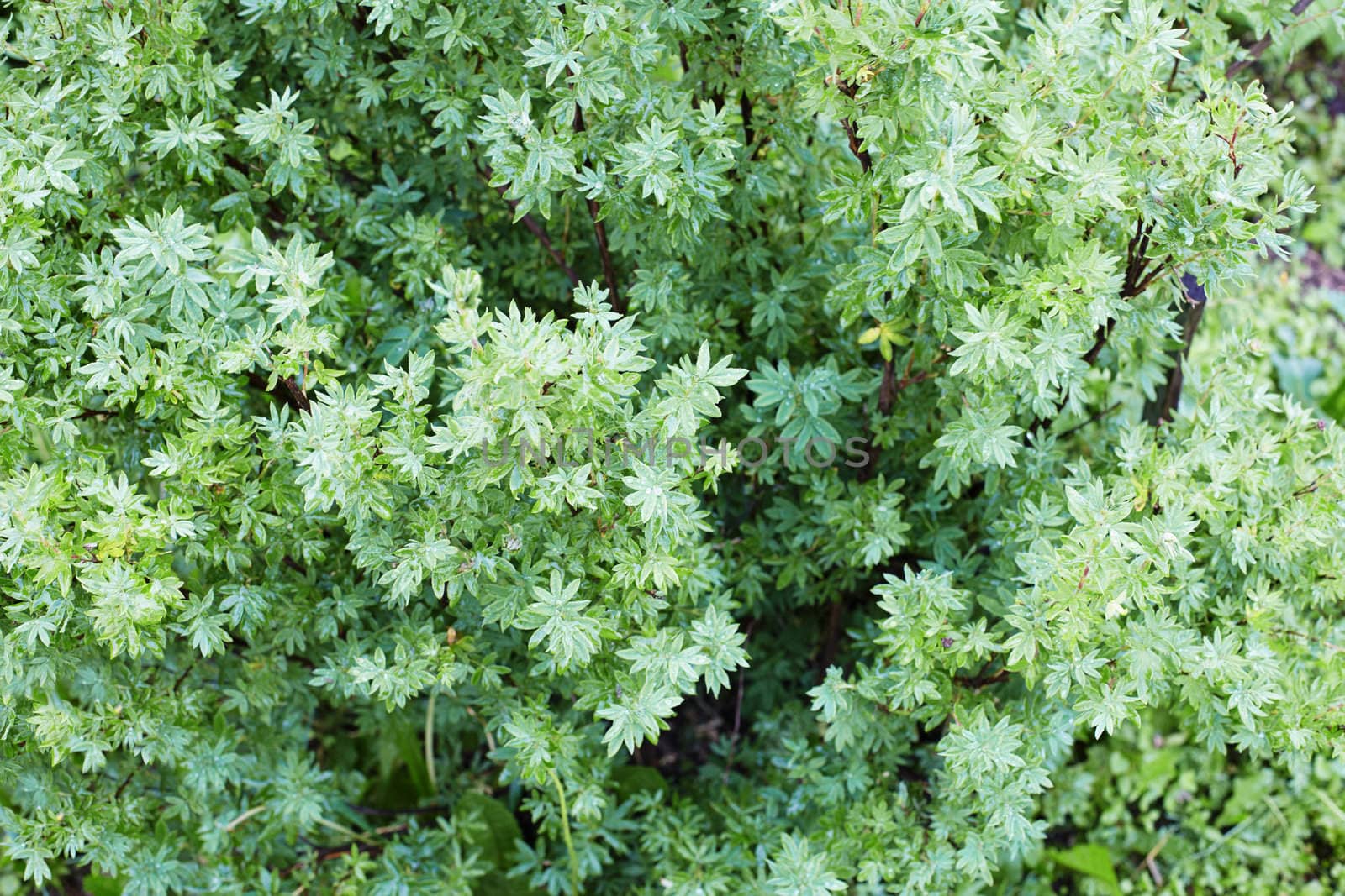 The magnificent green vegetation - bush close up