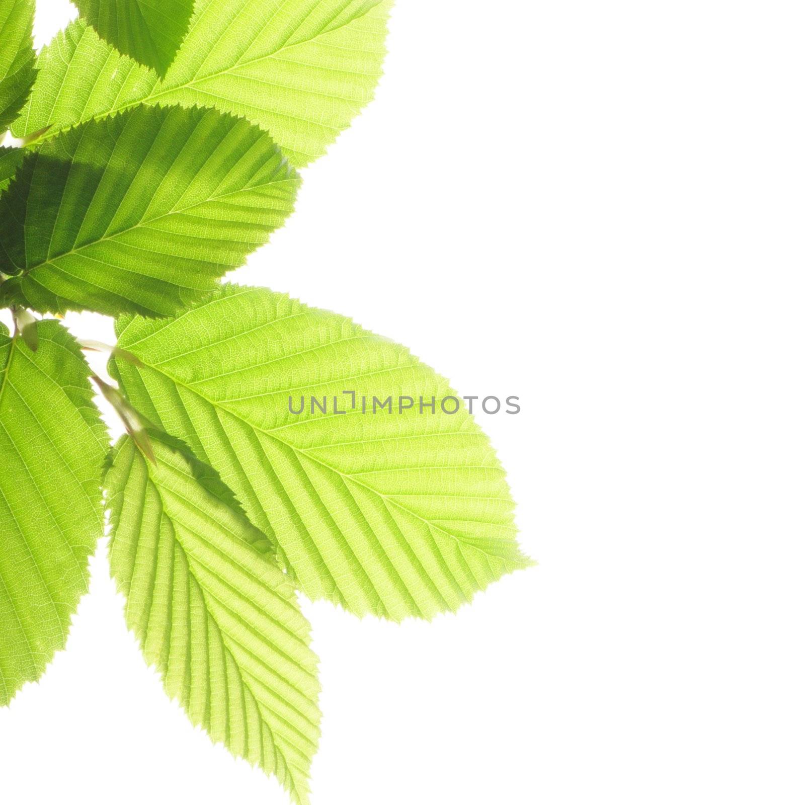 leaf isolated on white background with copyspace