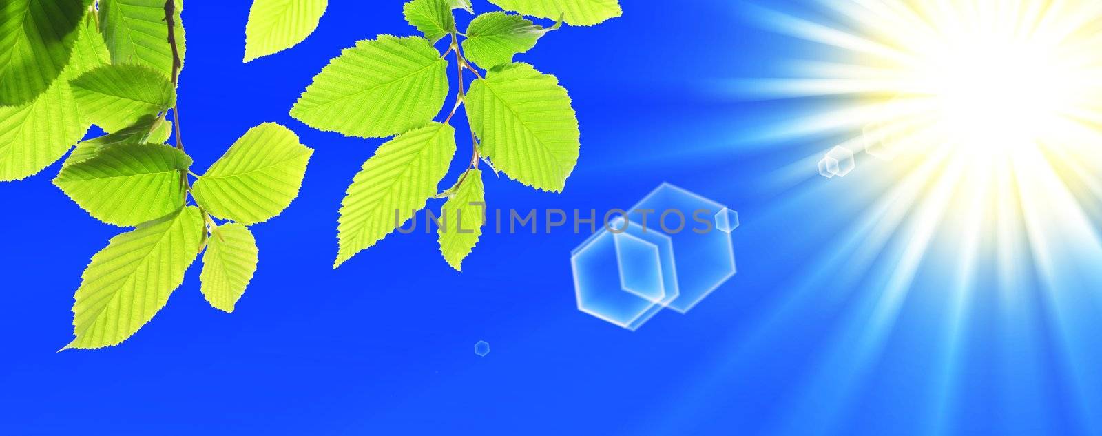 green leaves and blue sky with sun and copyspace