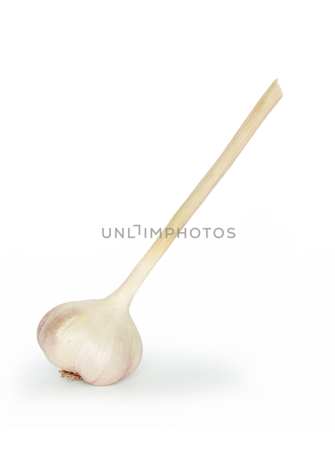 A head of garlic isolated on white background with clipping path