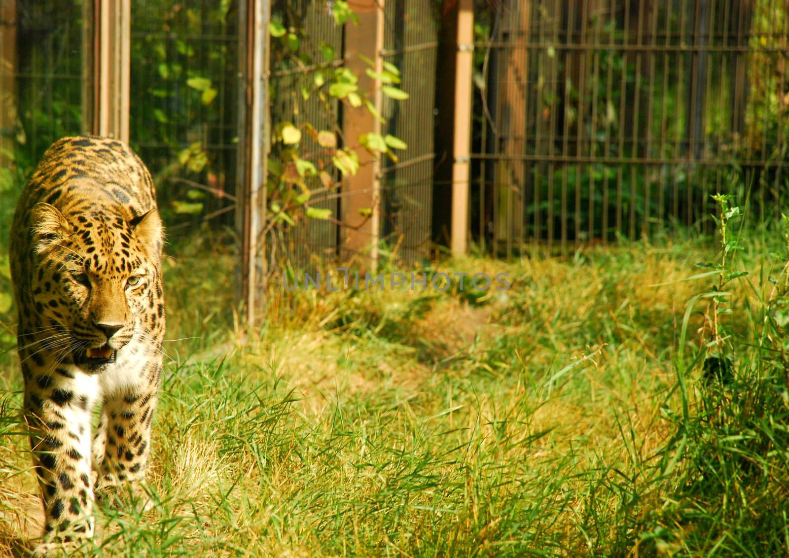 A beautiful cheetah lighted by the sun in helsinki's zoo. it's walking peacefully, has beautiful green eyes.