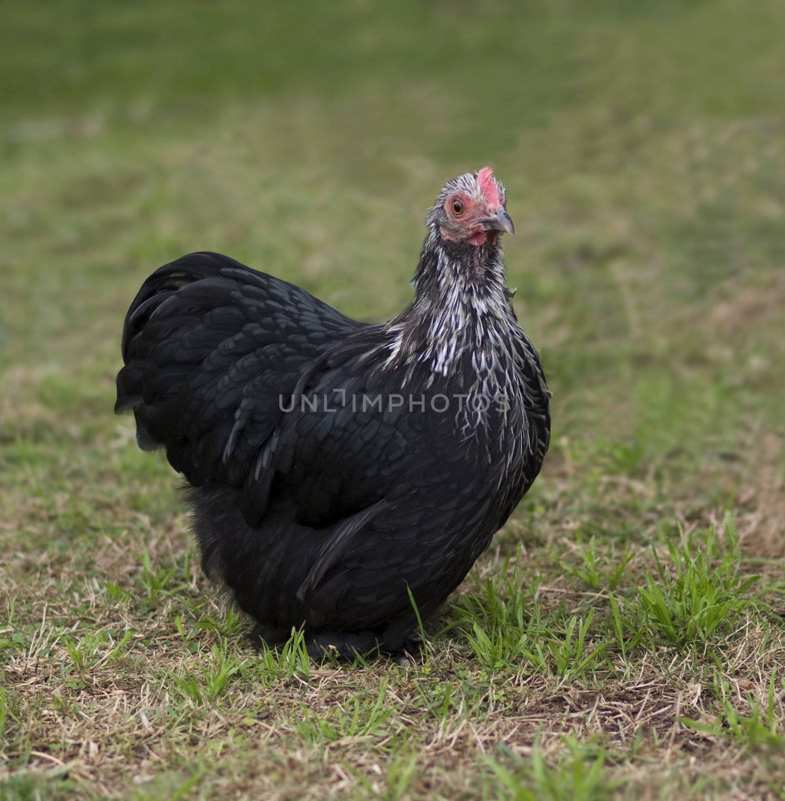 black pekin  Cochin Bantam Hen - backyard poultry  by sherj