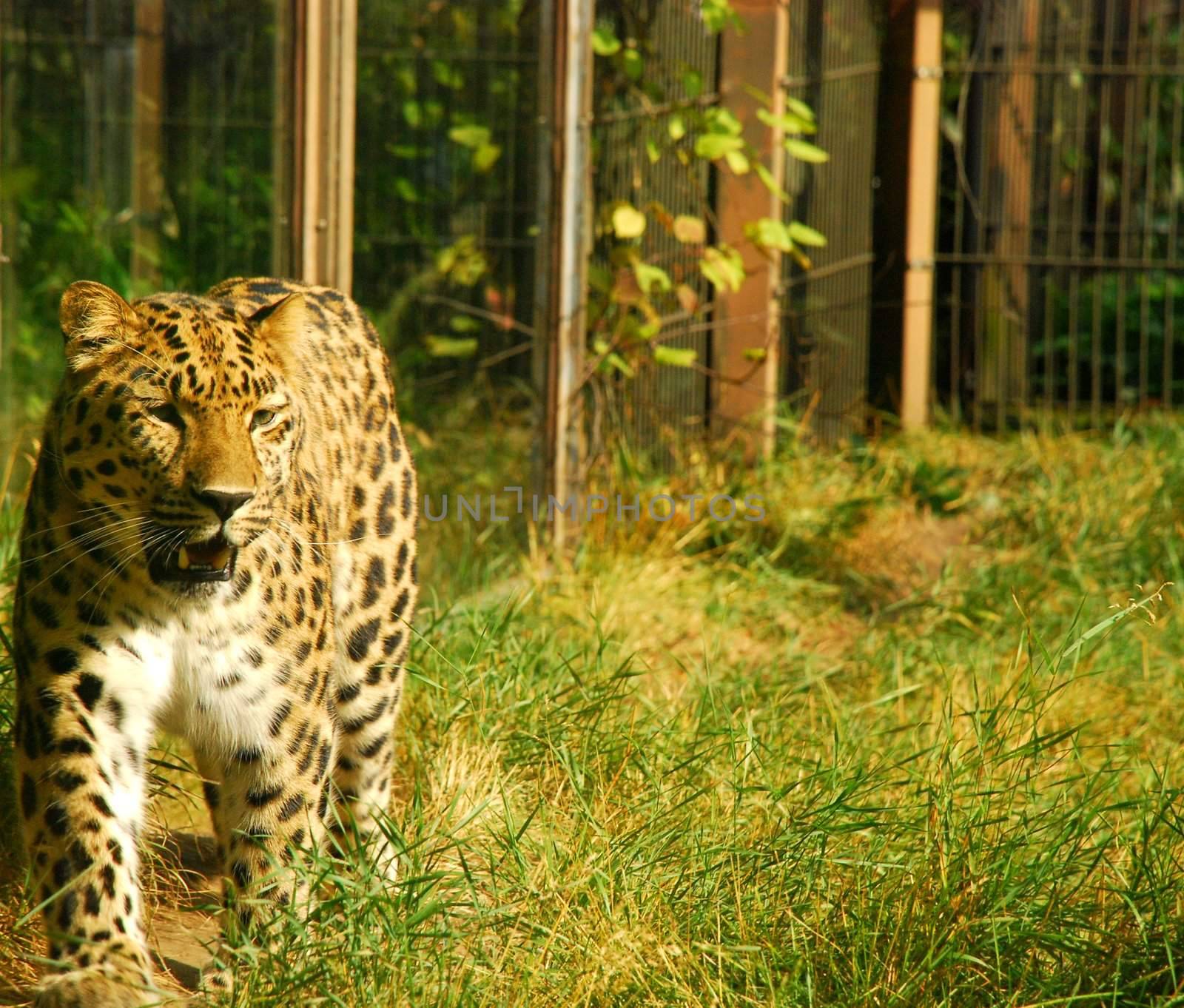 A beautiful cheetah lighted by the sun in helsinki's zoo. it's walking peacefully, has beautiful green eyes.