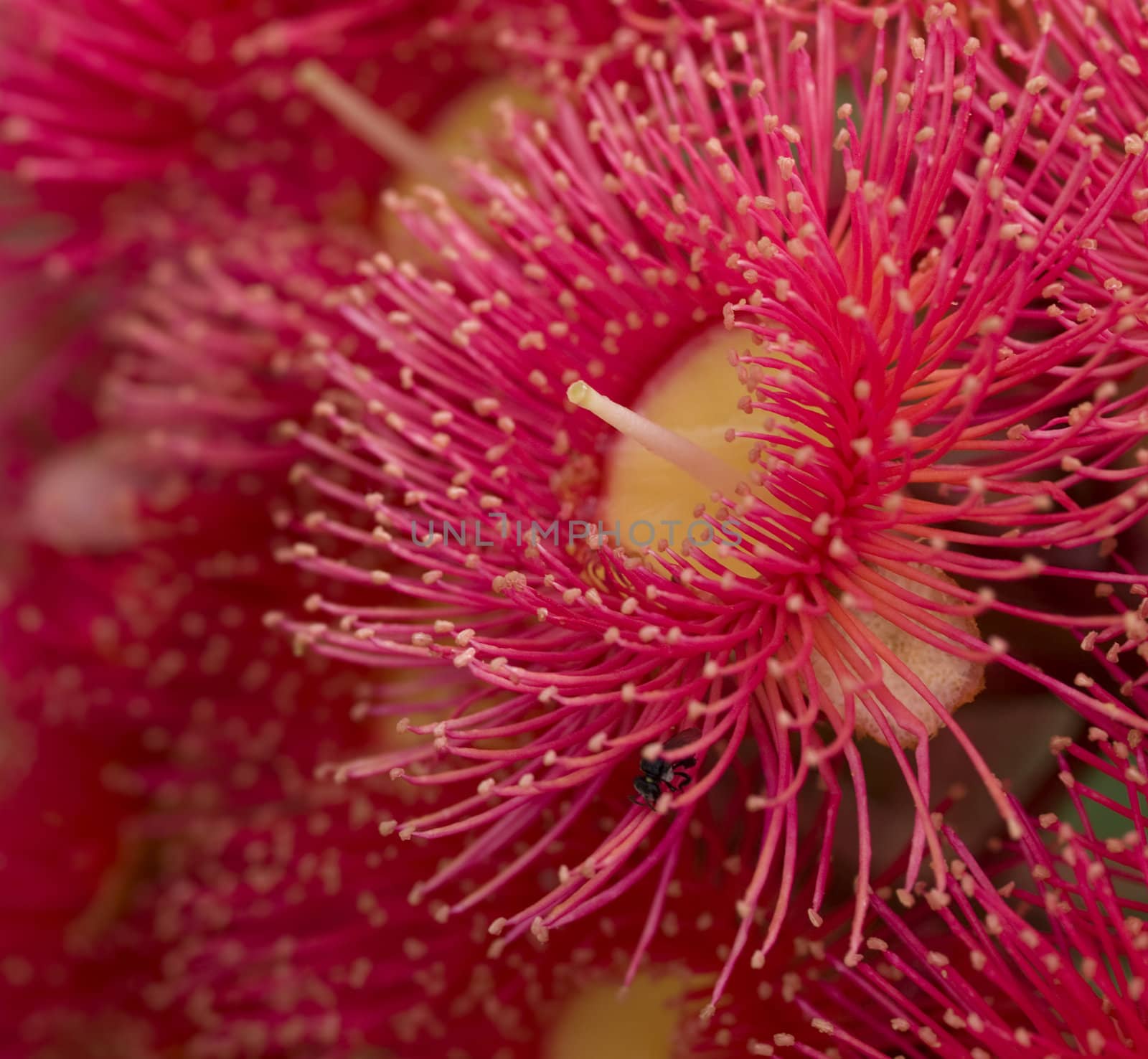 red flowers gum tree eucalyptus phytocarpa  by sherj