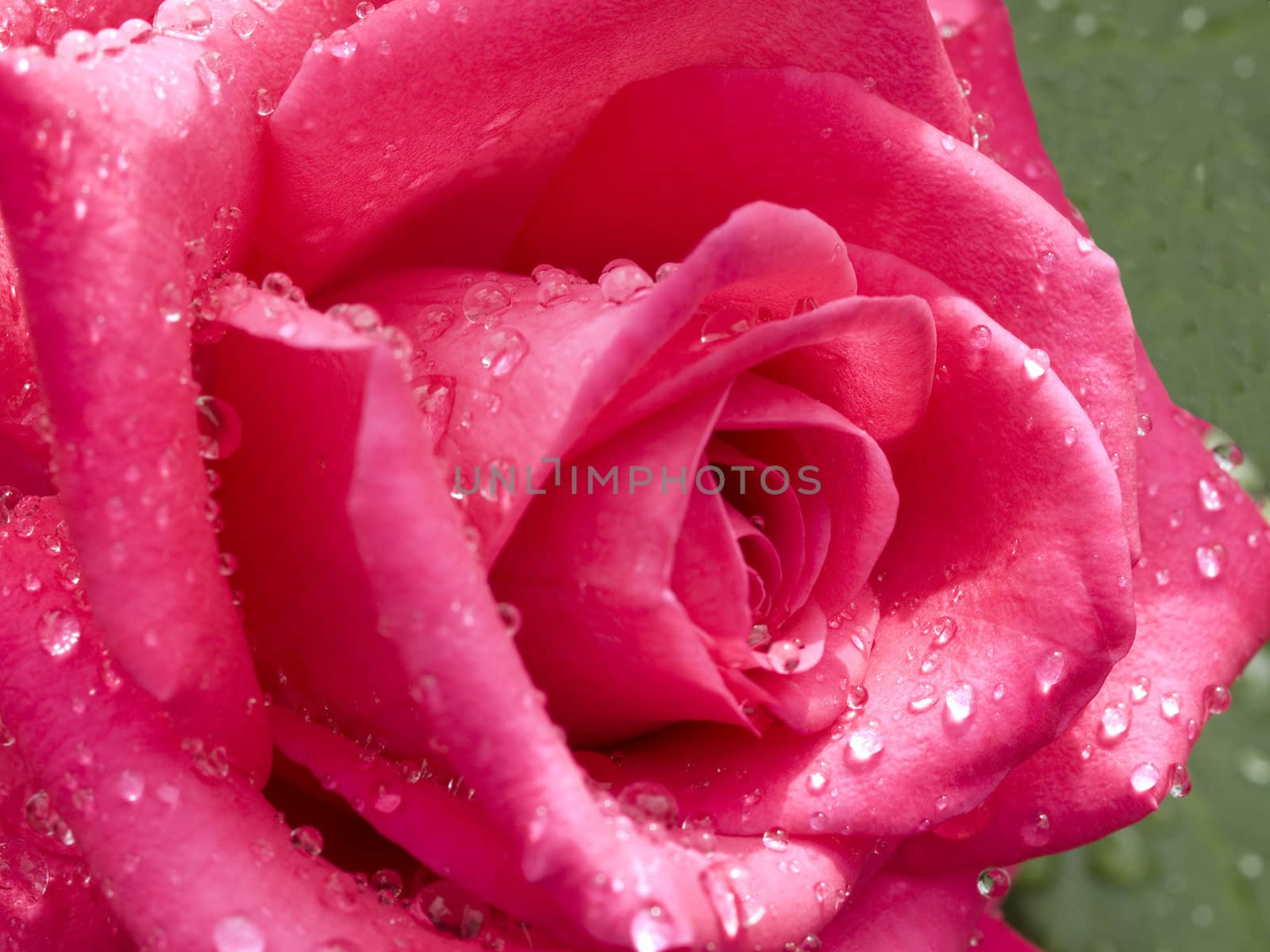 cerise rose with raindrops closeup by sherj