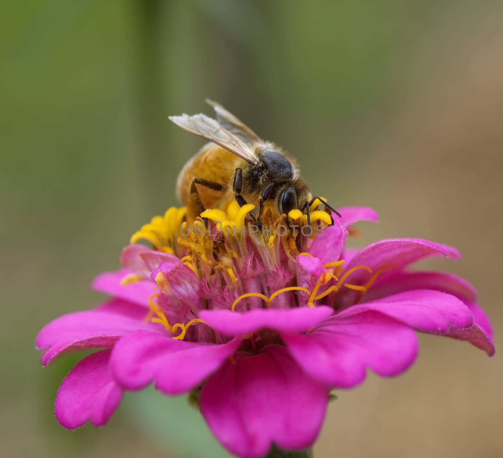 busy bee autumn worker collects nectar pollen from pink and yellow flower