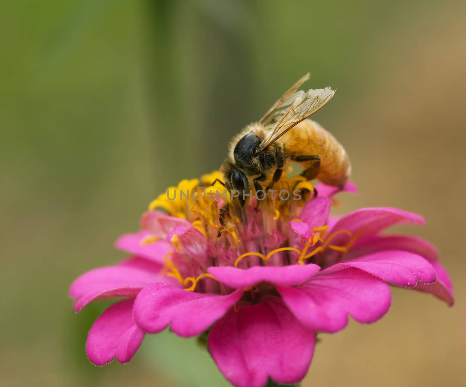 honey bee collecting pollen from pink flower by sherj