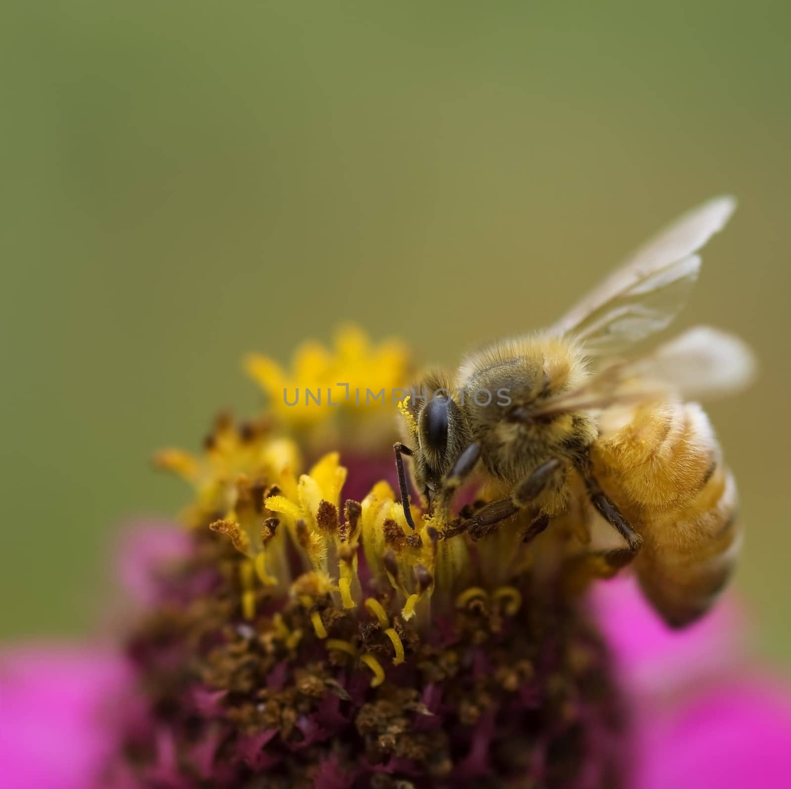 autumn honey bee worker collecting pollen from pink flowers 