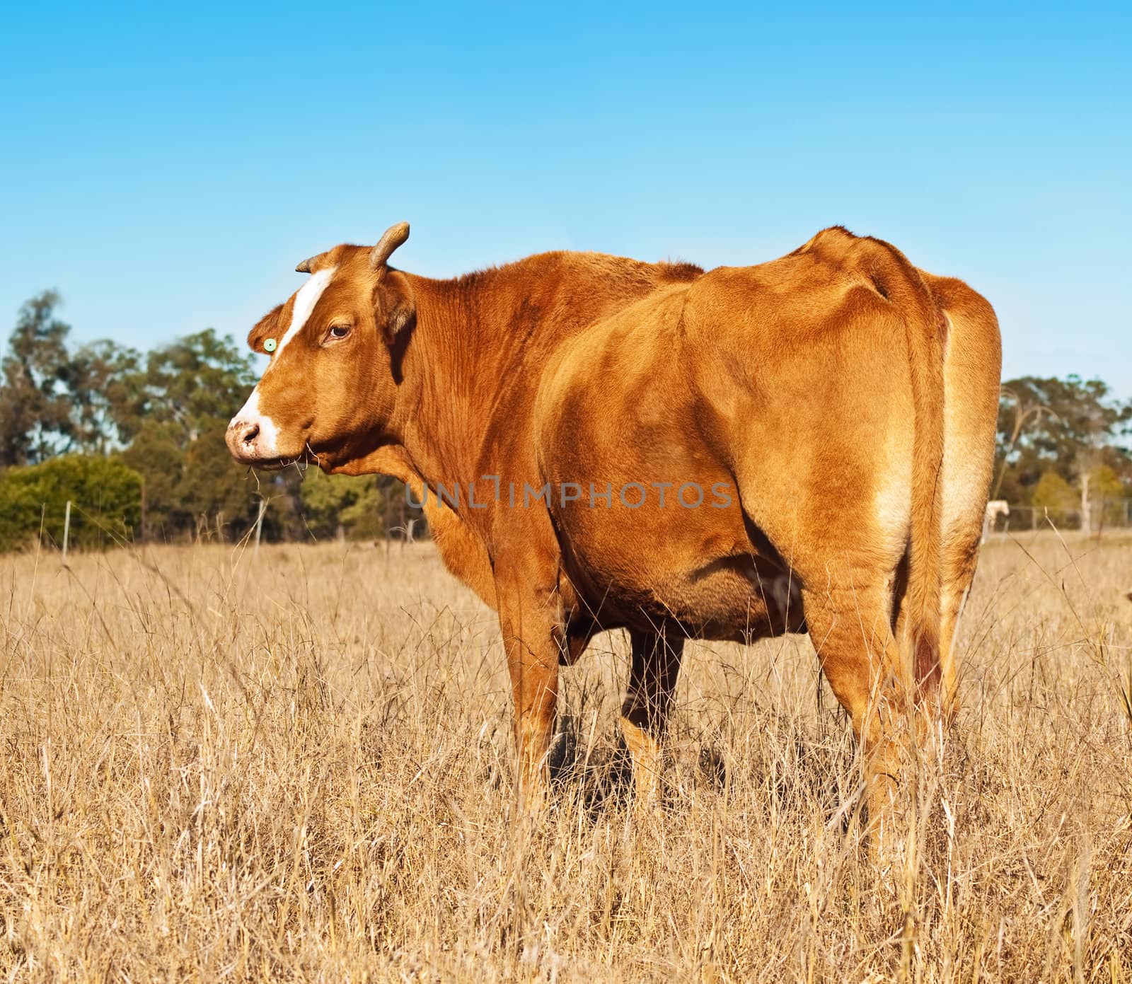 Rump end of brown cow with blue sky by sherj