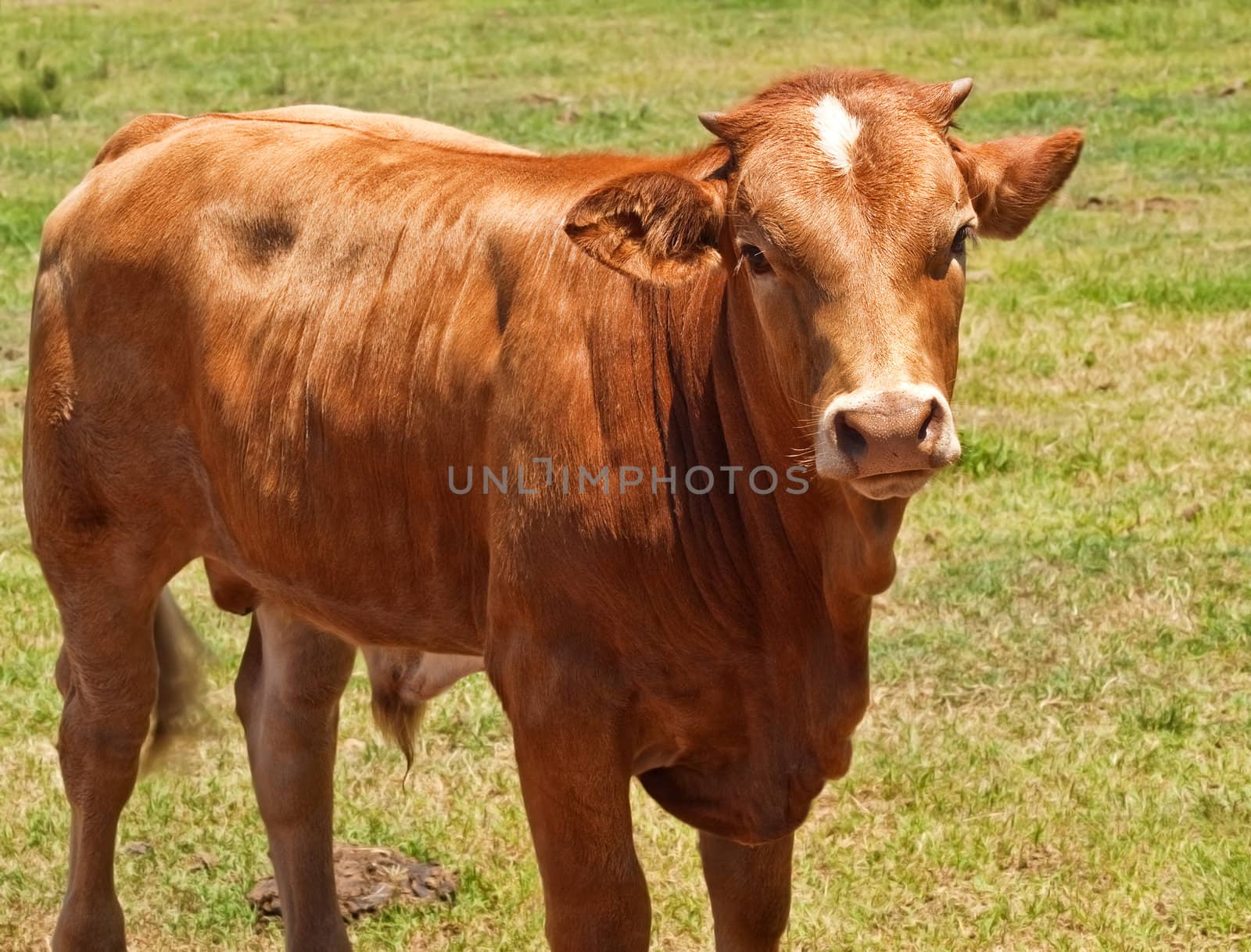 australian beef cattle, young hereford angus cross bred cow by sherj