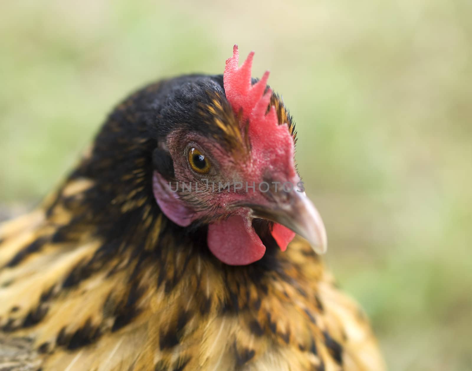 crele bantam hen chicken organic freerange poultry 